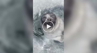 A seal was filmed emerging to breathe in a hole