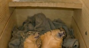 Як сплять білки? (9 фото)