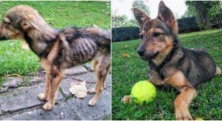 Before and after: 30 touching photos of dogs rescued from the street (31 photos)