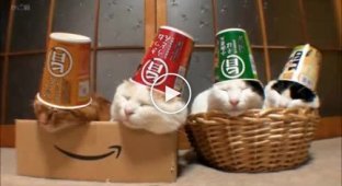 Спящие коты в стаканах на головах