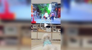 Телеканал для домашних животных в Китае