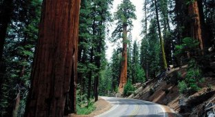 Sequoia. Tree is a giant (21 photos)