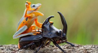 Лягушка устроила родео на гигантском рогатом жуке (9 фото)