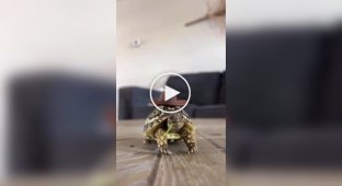 A minute in the life of a small turtle