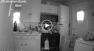 Кот устроил пожар на кухне