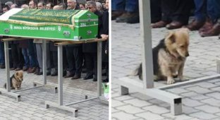 Осиротевший пес каждый день приходит на могилу хозяина (11 фото)