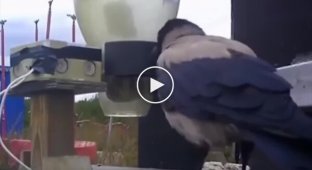 Шведы научили ворон убирать мелкий мусор с улиц