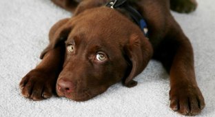 10 лайфхаков, которые должен знать каждый владелец собаки (10 фото)