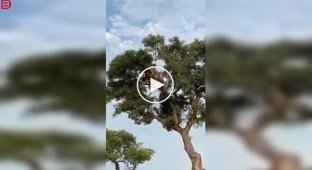 A lion tried to take the prey from a leopard, but everything didn't go according to plan