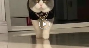 This cat's level of coolness is off the charts