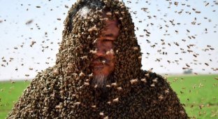 Is the panic over bee extinction justified? (6 photos)