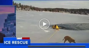 A police officer saved a dog that fell through the ice