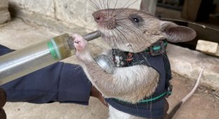 Крысы-спасатели: ученые обучили грызунов искать пострадавших под завалами (2 фото)