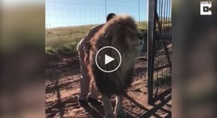 Сотрудник заповедника делает массаж льву
