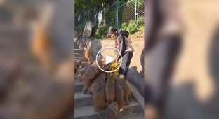 Feeding monkeys with bananas