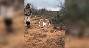 Saving a lynx from a trap