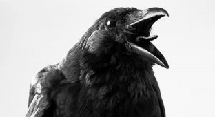 Crows Can Hold a Grudge for Years (4 photos)