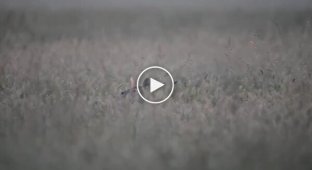 Редкий водяной олень