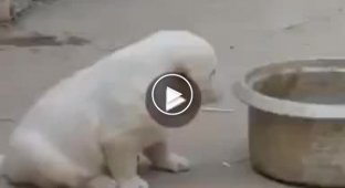 Puppy impersonates a rooster