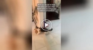 Вулична кішка принесла кошенят у будинок годувальниці її людини
