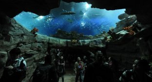 Открытие нового аквариума в центре Aqua Zone в Гонконге (5 фото)