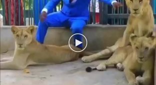 The pastor entered the lion cage to prove that he was under divine protection