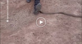 The Australian calmly continued her smoke break when a snake crawled up to her