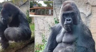 Горилла атакует: огромная обезьяна напугала посетителей мадридского зоопарка (4 фото)