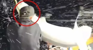 Несподівана зустріч з літаючою акулою (4 фото + 1 відео)