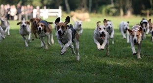  Собачьи бега (60 фото)