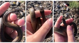 A child unknowingly picked up one of the deadliest snakes on Earth (4 photos + 1 video)