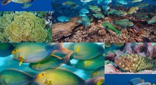 Рифы архипелага Феникс (14 фото)