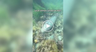 Как тюлени спят под водой