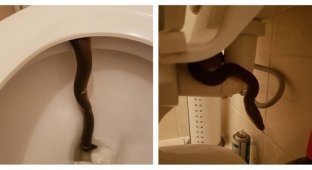 Вот почему в Австралии необходимо каждый раз проверять туалет перед его использованием (4 фото)