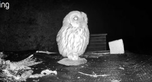 Every night an owl flies to the house of a man who saved her from starvation (3 photos + 1 video)