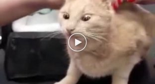 Котик у шоці від польського ветеринара