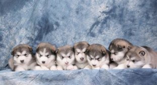 Cute Malamute puppies (5 photos + 2 videos)