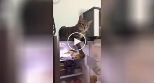 Кот не дает хозяйке закрыть холодильник