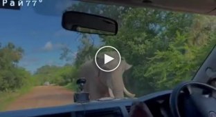 Голодный слон устроил обыск в автомобиле с туристами в салоне