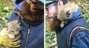 A wild kitten asked a man for help, and he could not refuse (7 photos)
