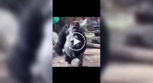 Папа-горилла любит проводить время с детенышами, но мама-горилла не разрешает ему нянчиться с ними из-за их небольшого размера