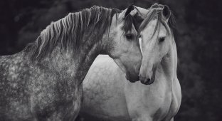 Лошади, которые дали девушке-фотографу силы жить (17 фото)