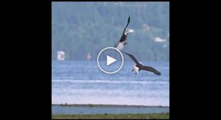 Воздушный танец двух красивых орланов