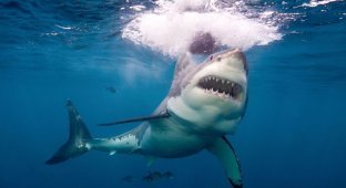 10 самых опасных морских животных (10 фото)