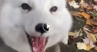 Compilation of giggling foxes