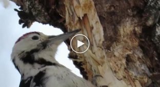 Slow motion of a woodpecker hammering a tree