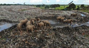 На Шри-Ланке слоны роются на помойках в поисках еды (5 фото)