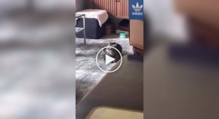 A cat acrobat made somersault