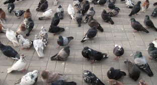 В немецком городе местные жители решили убить всех голубей (4 фото)