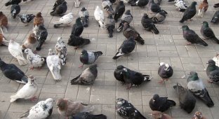 In a German city, local residents decided to kill all the pigeons (4 photos)